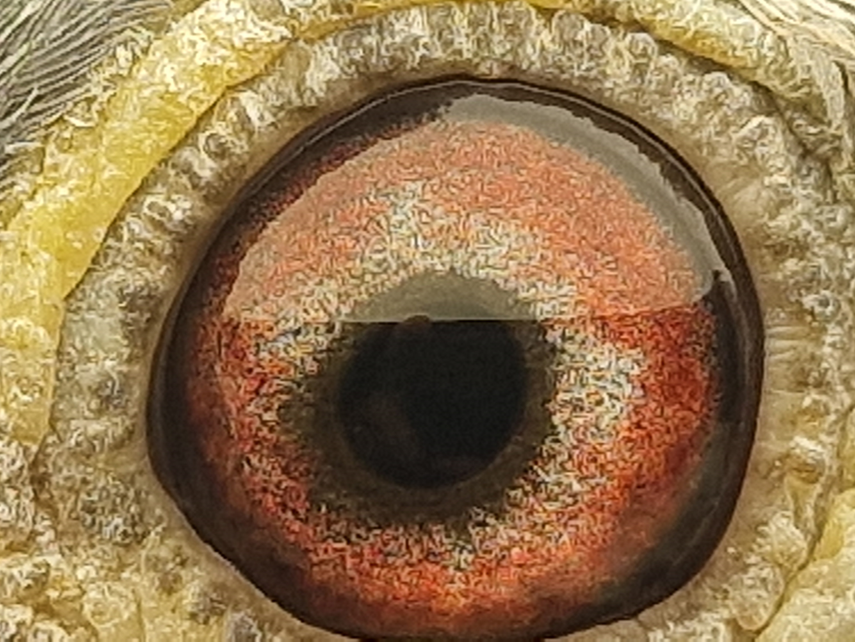 Pigeon eye